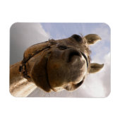 グレーおもしろいの馬の鼻クローズアップ マグネット (横)