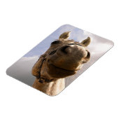 グレーおもしろいの馬の鼻クローズアップ マグネット (左側)