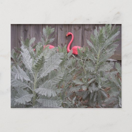 グレーとピンクの配置 ポストカード (正面)