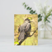 グレーのキャットバードが彼の歌のはがきを歌う ポストカード (スタンド正面)