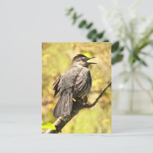 グレーのキャットバードが彼の歌のはがきを歌う ポストカード (スタンド正面)