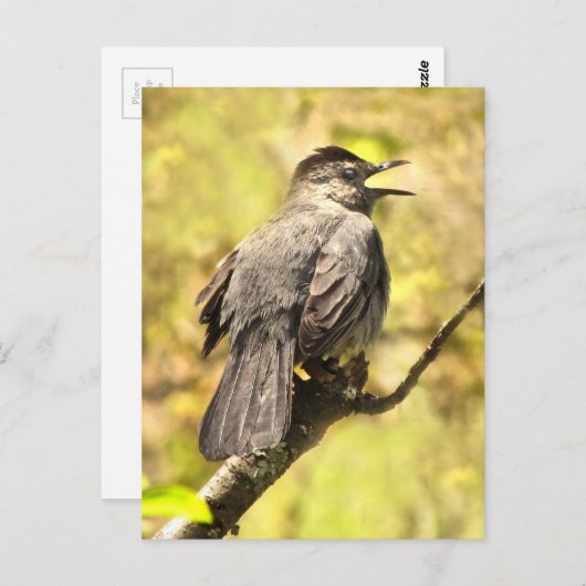 グレーのキャットバードが彼の歌のはがきを歌う ポストカード (正面/裏面)