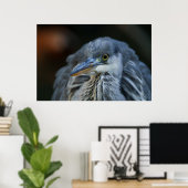 グレーのサギの目が鋭く迫る ポスター (ホームオフィス)