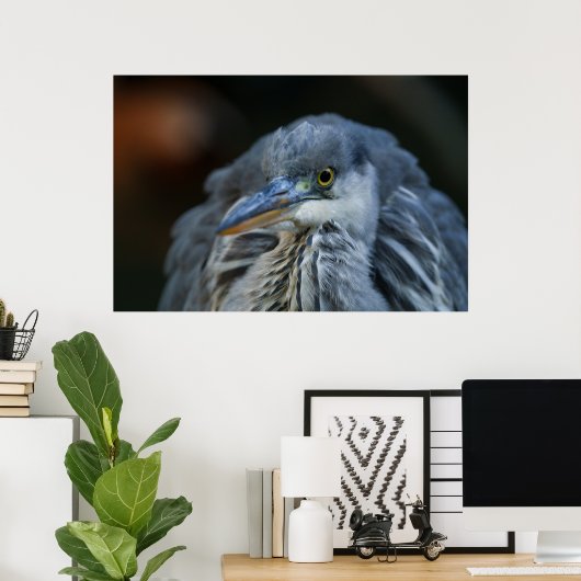 グレーのサギの目が鋭く迫る ポスター (ホームオフィス)
