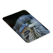 グレーのサギの目が鋭く迫る マグネット (右側)