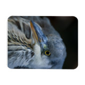 グレーのサギの目が鋭く迫る マグネット (横)