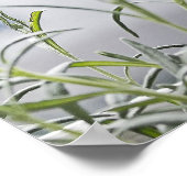 グレーのスフィンクス猫が植物を嗅ぐ ポスター (角)