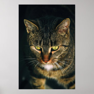 グレーのタビー猫のクローズアップ写真 ポスター