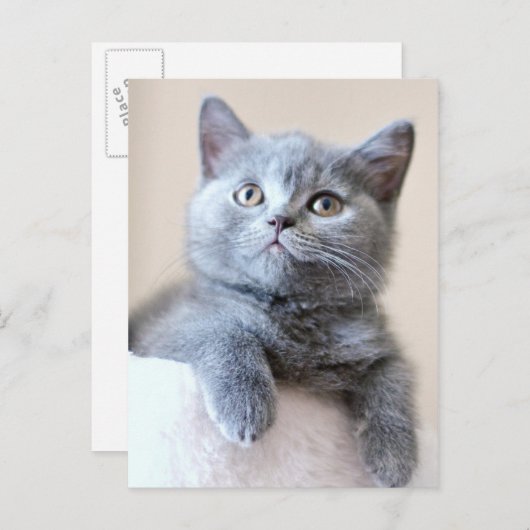 グレーのブリティッシュショートヘア猫 ポストカード (正面/裏面)