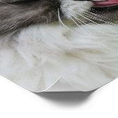 グレーのペルシャ猫、滑稽で厳つい ポスター (角)