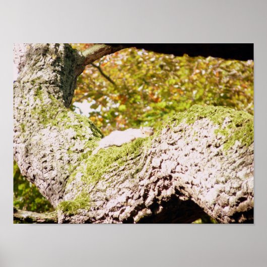 グレーのリスを見つけて ポスター (正面)