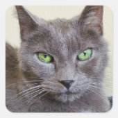 グレーの猫のシール スクエアシール (正面)