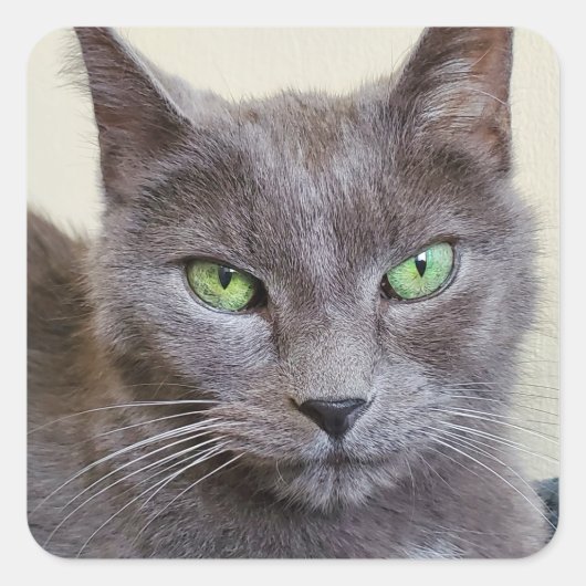 グレーの猫のシール スクエアシール (正面)