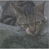 グレーの猫の外観 シール (正面)