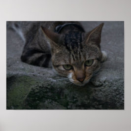 グレーの猫の外観 ポスター