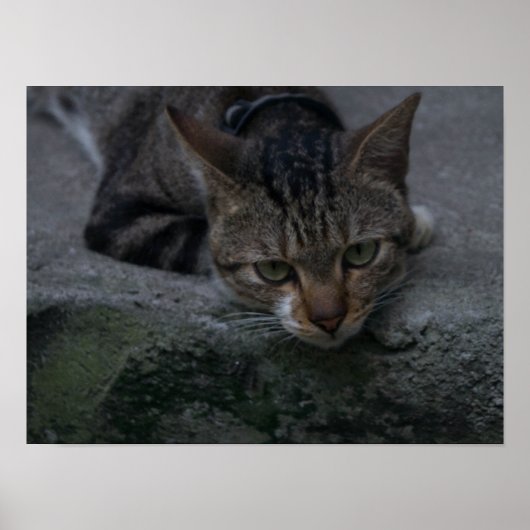 グレーの猫の外観 ポスター (正面)
