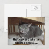 グレーの猫/ロシアンブルー ポストカード (正面/裏面)