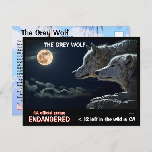 グレーウルフはカリフォルニアで絶滅危惧種である–2月25日 ポストカード (正面/裏面)