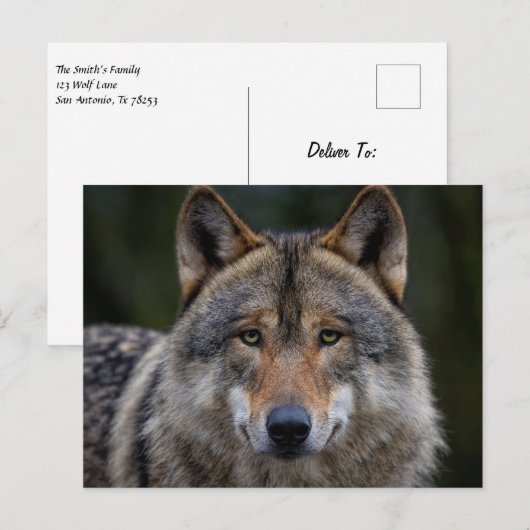 グレーウルフアップクローズ ポストカード (正面/裏面)