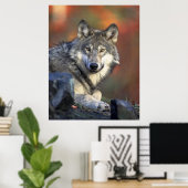 グレーウルフオータムカンバスプリント ポスター (ホームオフィス)