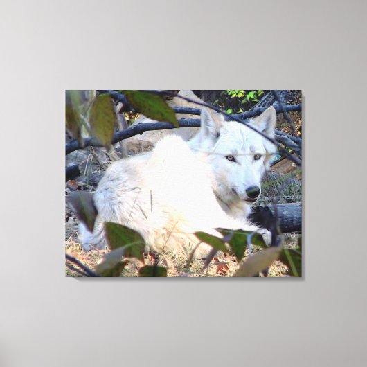 グレーウルフキャンバス キャンバスプリント (正面)