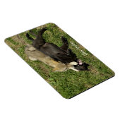 グレーウルフパップスワイルドライフマグネット マグネット (右側)