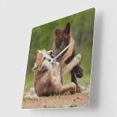 グレーウルフパップレスリング スクエア壁時計 (傾斜)