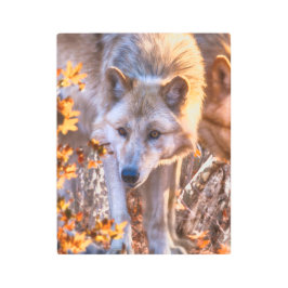 グレーウルフパピー秋カラーズメタルプリント メタルプリント