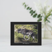 グレーウルフポストカード ポストカード (スタンド正面)