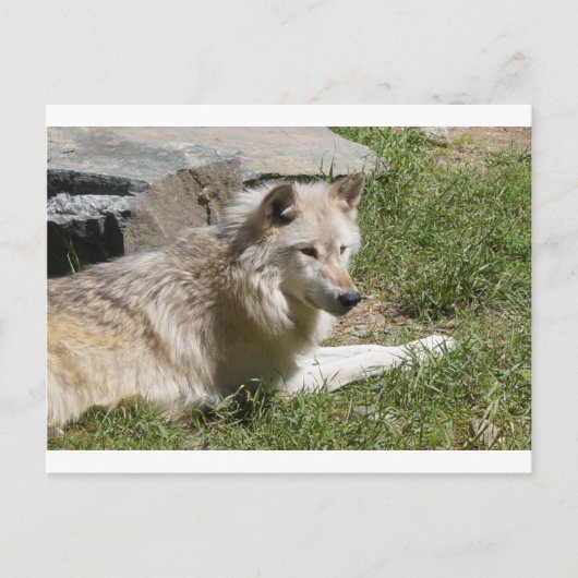 グレーウルフポストカード ポストカード (正面)