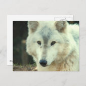 グレーウルフポストカード ポストカード (正面/裏面)