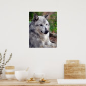 グレーウルフポーズ–168 ポスター (キッチン)