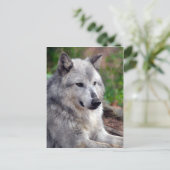 グレーウルフポーズ–168 ポストカード (スタンド正面)