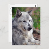 グレーウルフポーズ–168 ポストカード (正面/裏面)