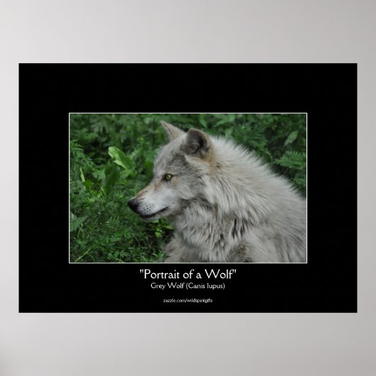 グレーウルフワイルドライフフォトポートレート ポスター (正面)
