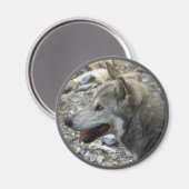 グレーウルフワイルドライフフォトマグネット マグネット (正面/裏面)