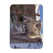 グレーウルフ磁石 マグネット (縦)