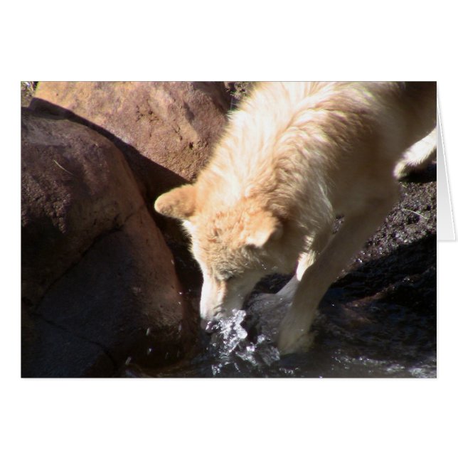 グレーウルフ (正面横)