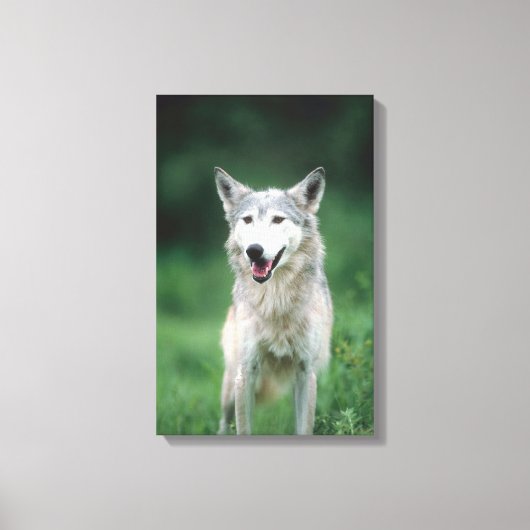 グレーウルフ2 キャンバスプリント (正面)
