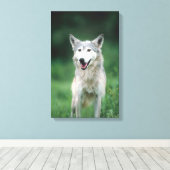 グレーウルフ2 キャンバスプリント (インサイチュ (ウッドフロア))