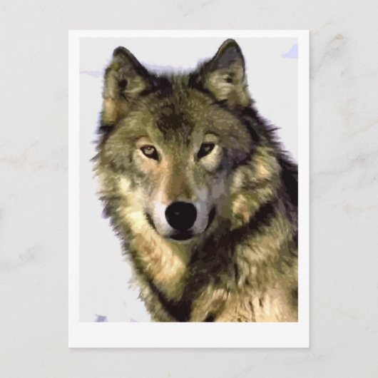 グレーウルフ シーズンポストカード (正面)