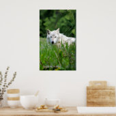 グレーウルフ ポスター (キッチン)