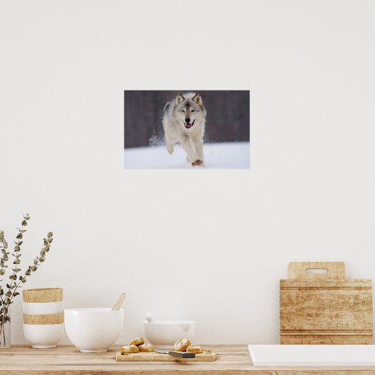 グレーウルフ ポスター (キッチン)