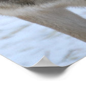 グレーウルフ ポスター (角)