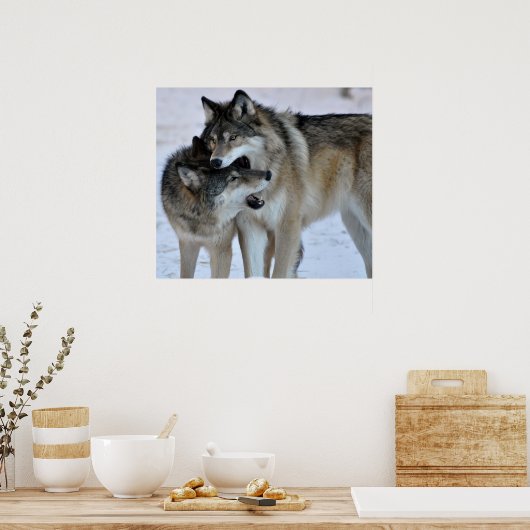 グレーウルフ ポスター (キッチン)