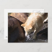 グレーウルフ ポストカード (正面/裏面)