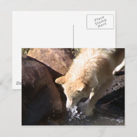 グレーウルフ ポストカード (正面/裏面)
