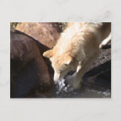 グレーウルフ ポストカード (正面)