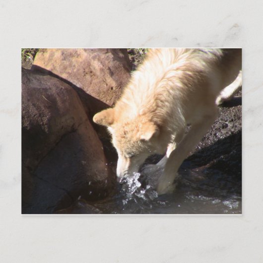 グレーウルフ ポストカード (正面)