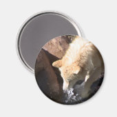 グレーウルフ マグネット (正面/裏面)